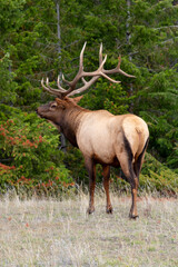 Naklejka na ściany i meble male elk head held high walking in front of green tree line
