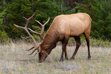 Naklejka na ściany i meble Male elk with large antler rack grazing in front of tree line
