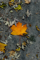 Yellow maple leaf on gray damp ground
