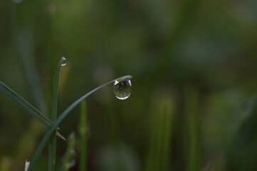dew on grass