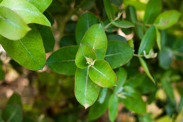 Planta y hojas del eucalipto en plano detalle