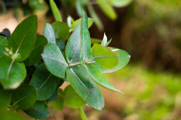 Planta y hojas del eucalipto en plano detalle