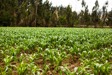 Planta de maiz sembrado en Peru