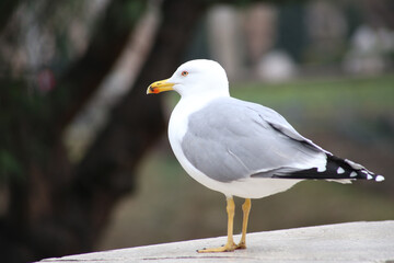 MOUETTE OISEAU
