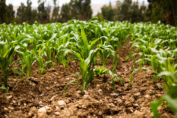 Planta de maiz sembrado en Peru