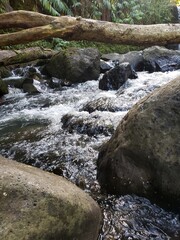 mountain river in the forest