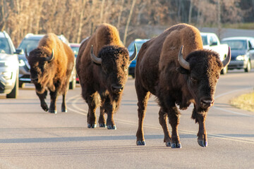 three young bison causing traffic jam, walking down centre of road towards camera with lineup of cars behind them  © Amy