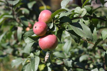 apples on a branch