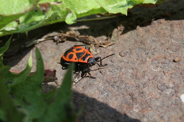 bug soldier 