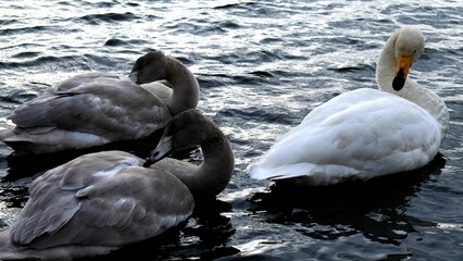 Fototapeta premium group of swans