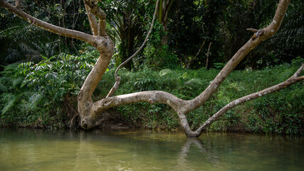 Background of tree and branch in river