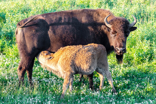 mother Bison cow feeding her calf milk in a green meadow