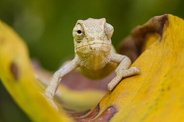 chameleon on a tree