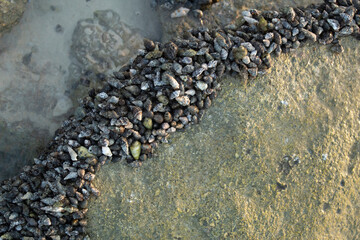 By the sea, there were thousands of shellfishes clinging together, shaping the edges and blocking the water 