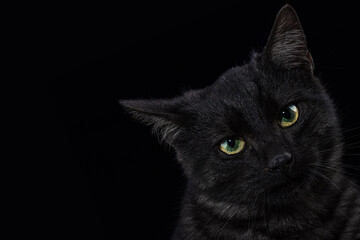 Black cat on a black background. Close-up view head and face of an elegant pet