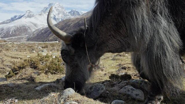 Free-roam horned furry yak graze at highland pasture. Lovely peaceful warm beast