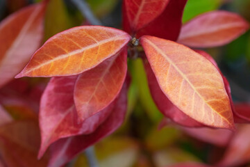 Autumnal bush leaves