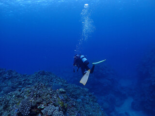 広がるサンゴの海底・石垣島