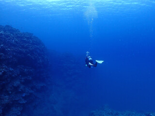 Fototapeta na wymiar 広がるサンゴの海底・石垣島