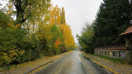 road in autumn