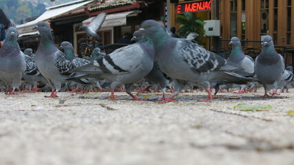 Pigeons
