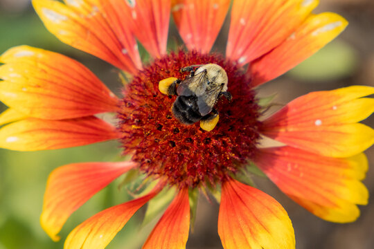 Macro Photograph of Bee with Pollen on Legs on Flower