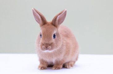 Obraz premium Red bunny rabbit portrait on background