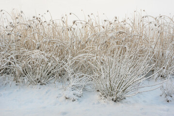 Bushes under the snow in winter.
