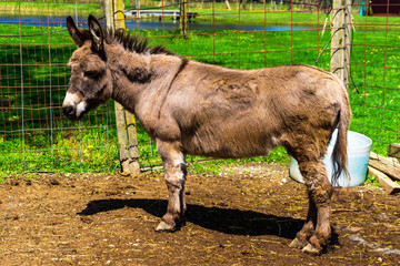 Fototapeta premium donkey in the field