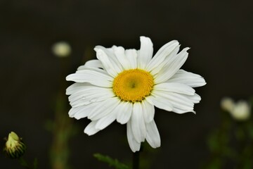 Fototapeta premium daisy flower