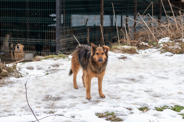 Homeless dog on the street. Lonely dog. Stray, diseased and poorly dog