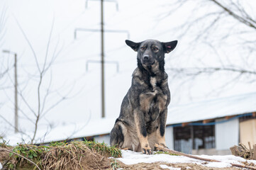 Homeless dog on the street. Lonely dog. Stray, diseased and poorly dog