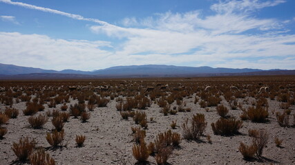 many bushes in the andes in sunlight