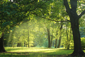 Fototapeta na wymiar Summer Sunny Forest Trees