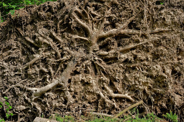 The roots of a tree felled after a hurricane