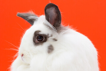 Obraz premium bunny with food isolated on orange background. big white rabbit