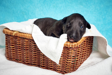 Cute bull terrier puppy sleeping. Miniature newborn pet 10 days old lies on a white background. Bullterrier puppy - studio portrait.