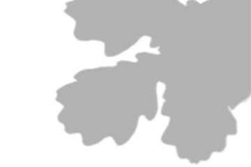 Summer background of shadows from oak leaves and branches on a white wall. White and black for photo or mockup