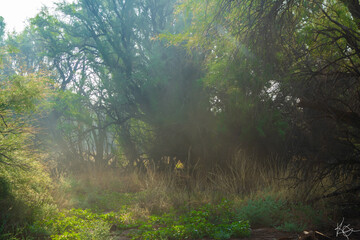 Fototapeta premium morning in the forest
