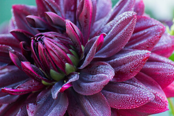 close up of a frosted flower