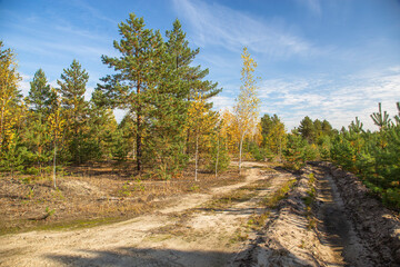 Colourful trees in the forest in the autumn