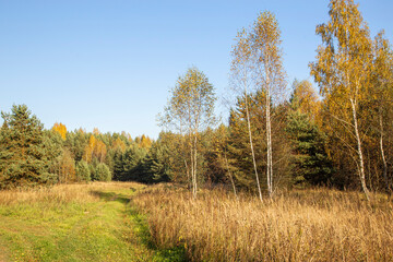 Fototapeta premium Lake in the forest in the autumn
