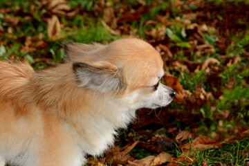 Chihuahua dog in nature