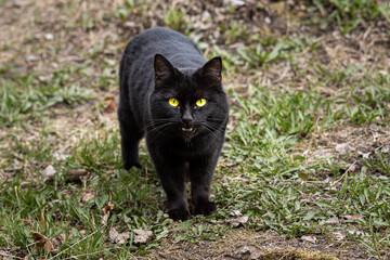 Naklejka na ściany i meble A beautiful adult young black cat with big yellow eyes is on the grass in the garden