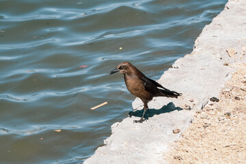 bird on a wall