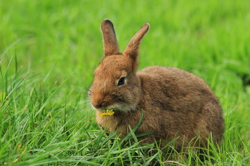 Brown rabbit eating fresh green grass with yellow flowers