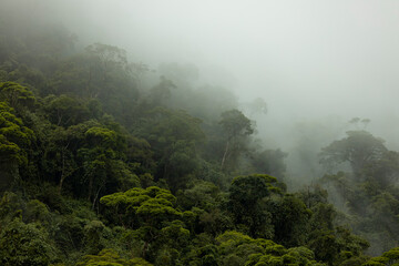 Mysterious shades of Brazilian amazon rainforest during monsoon wet season with treetops emerging...