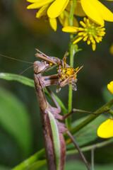 praying mantis eating the head from a wasp