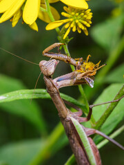 praying mantis eating the head from a wasp