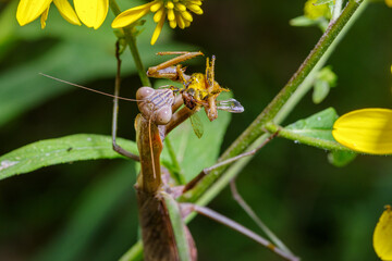 praying mantis eating the head from a wasp